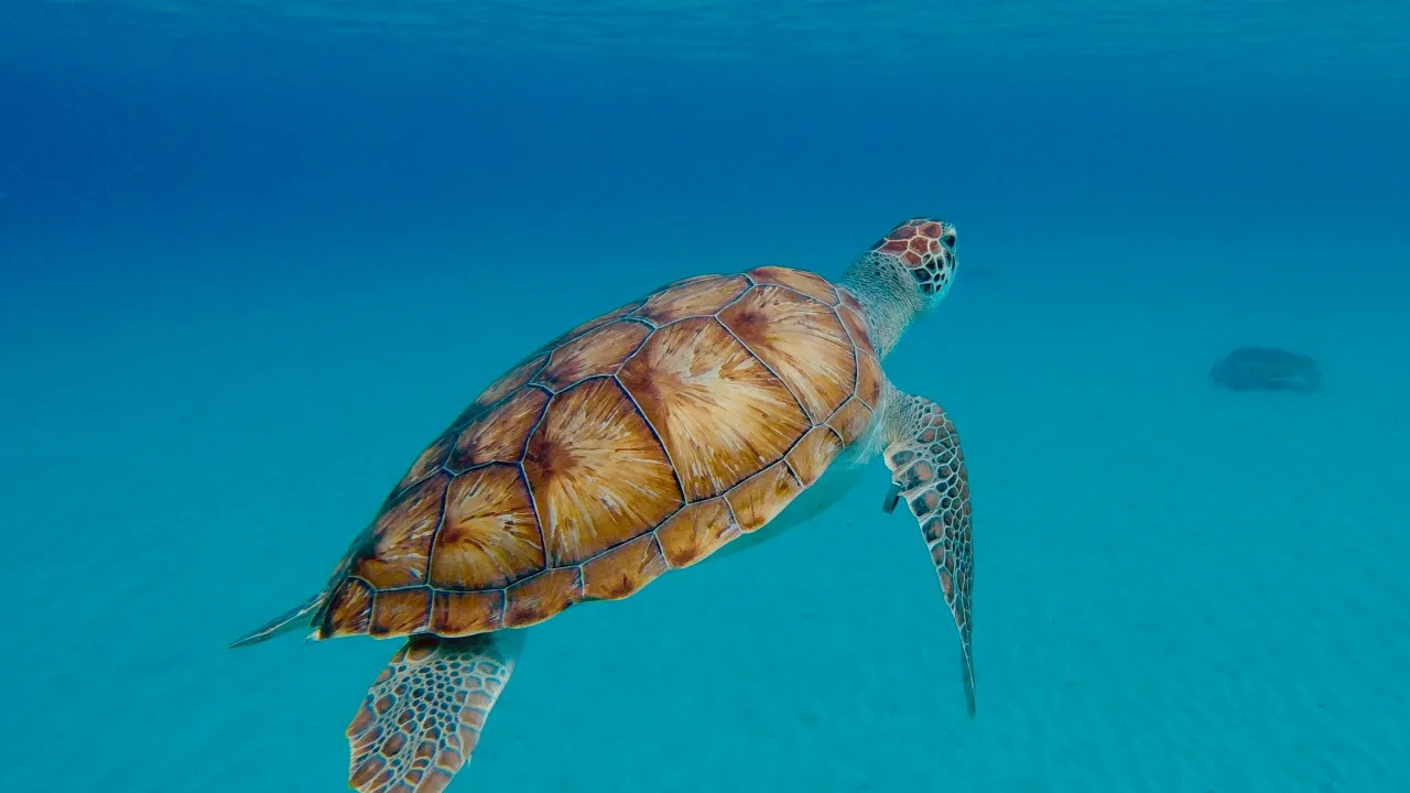 Playa Grandi (Turtle Beach)